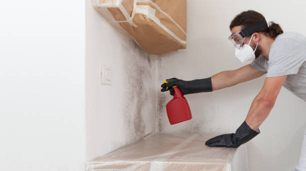 Professional Basement Mold Remediation technician working in Bowie, MD