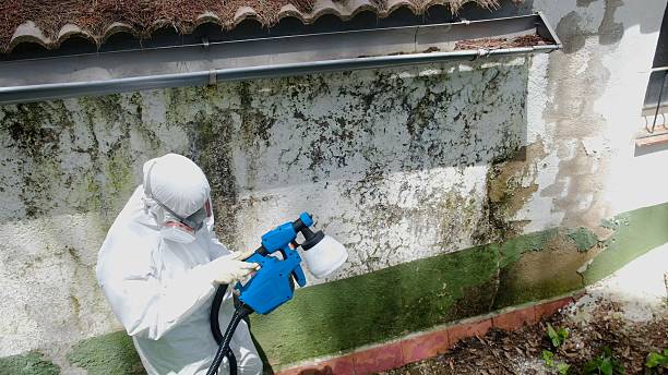Top rated local Basement Mold Remediation specialists in Bowie, MD